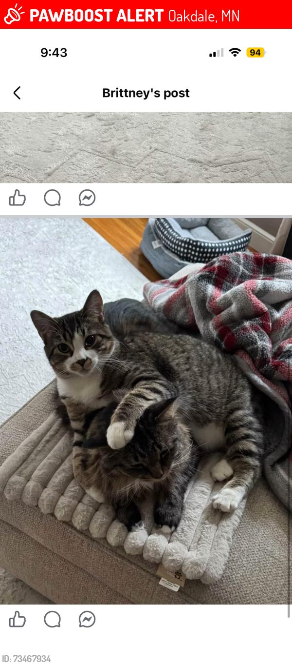 Lost Male Cat last seen Goodwin and Granada ave, Oakdale, MN 55128