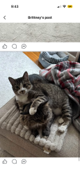 Lost Male Cat last seen Goodwin and Granada ave, Oakdale, MN 55128
