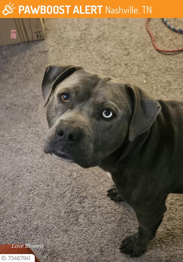 Found/Stray Male Dog last seen Gallatin, Nashville, TN 37115