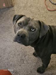 Found/Stray Male Dog last seen Gallatin, Nashville, TN 37115
