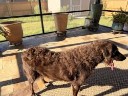 Found/Stray Female Dog last seen Town Creek & Bentwood Pass, Cibolo, TX 78108