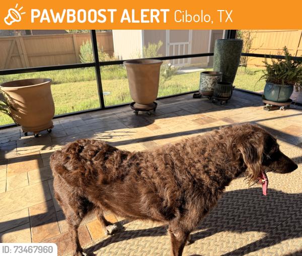 Found/Stray Female Dog last seen Town Creek & Bentwood Pass, Cibolo, TX 78108