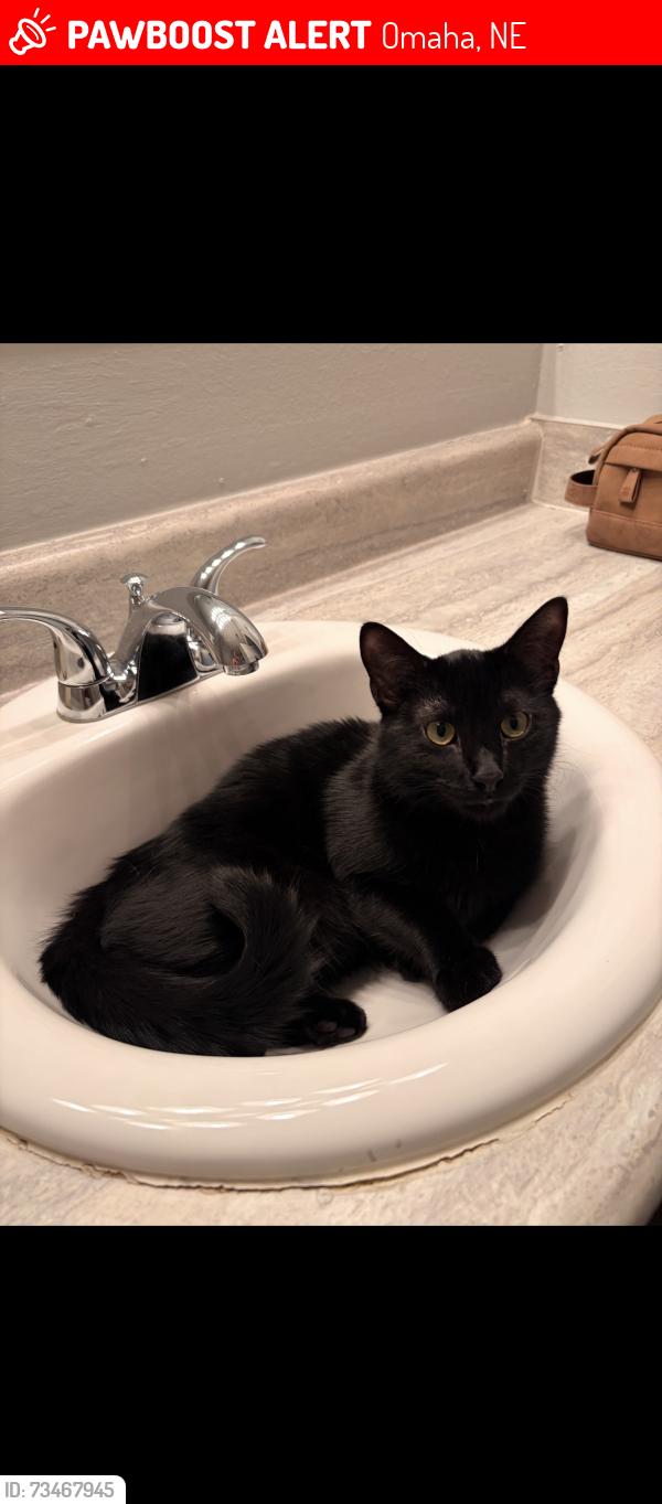 Lost Male Cat last seen By Club Highland apmts, Omaha, NE 68104