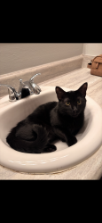 Lost Male Cat last seen By Club Highland apmts, Omaha, NE 68104