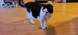 Reunited Female Cat last seen Fairway Meadows & Summerfield Blvd, Riverview, FL 33579