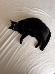 Lost Male Cat last seen Santa Mónica and Richmond Dr SE, Albuquerque, NM 87106