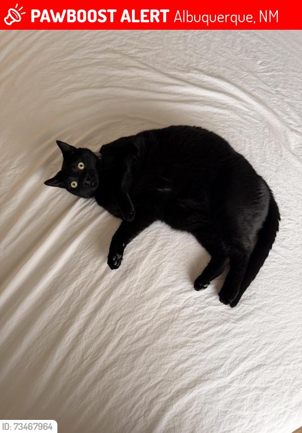 Lost Male Cat last seen Santa Mónica and Richmond Dr SE, Albuquerque, NM 87106