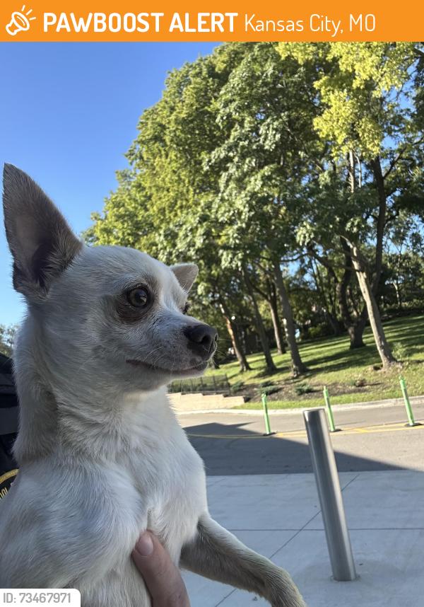 Found/Stray Male Dog last seen Crestview elementary, Kansas City, MO 64116