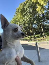 Found/Stray Male Dog last seen Crestview elementary, Kansas City, MO 64116