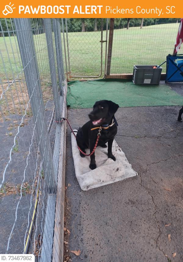 Found/Stray Female Dog last seen Near n. Mcallister rd. Liberty 29657, Pickens County, SC 29685