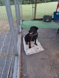 Found/Stray Female Dog last seen Near n. Mcallister rd. Liberty 29657, Pickens County, SC 29685