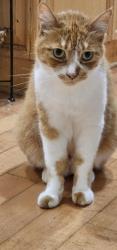 Reunited Female Cat last seen Near th street, Torrance, CA 90501