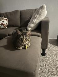 Lost Female Cat last seen Hwy 121, Lewisville, TX 75067