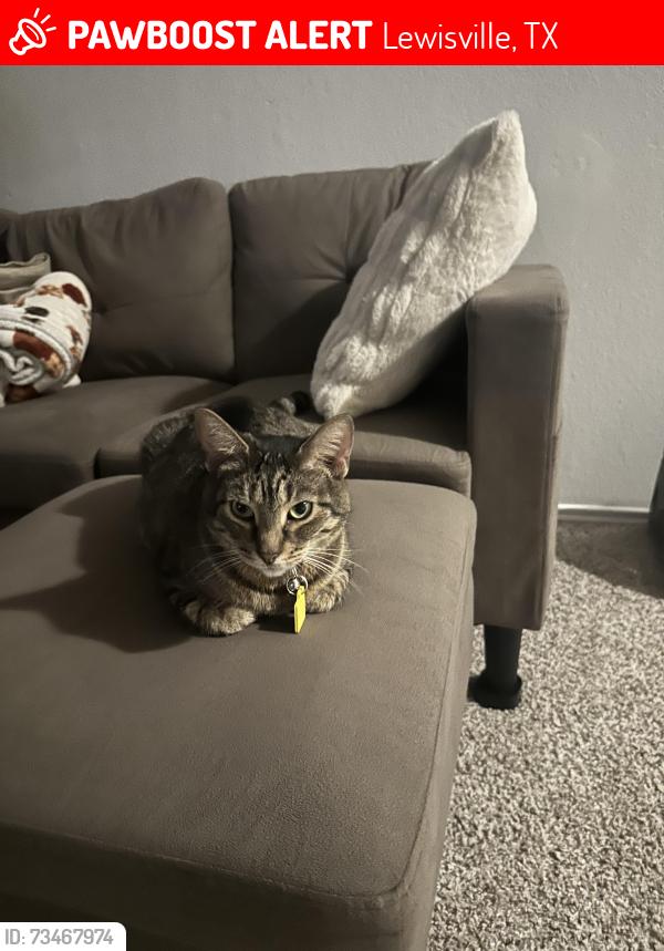 Lost Female Cat last seen Hwy 121, Lewisville, TX 75067
