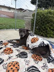 Reunited Female Dog last seen Mission Dr & Walnut Grove Ave, Rosemead, CA 91770, USA, Rosemead, CA 91770