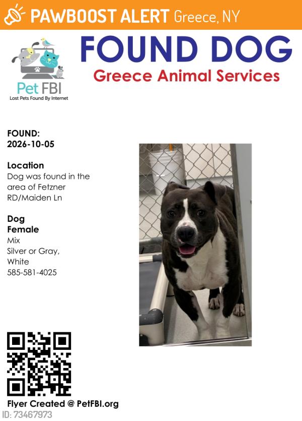 Found/Stray Female Dog last seen Fetzner RD/Maiden Ln, Greece, NY 14616