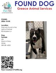 Found/Stray Female Dog last seen Fetzner RD/Maiden Ln, Greece, NY 14616