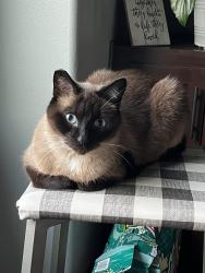 Lost Male Cat last seen Perry Lane and Miah Street, Harrisburg, SD 57032