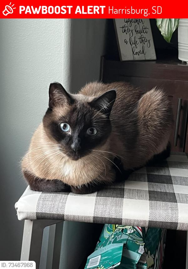 Lost Male Cat last seen Perry Lane and Miah Street, Harrisburg, SD 57032