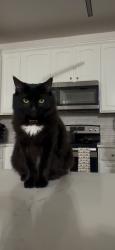 Reunited Female Cat last seen Emerald Branch Ln, Charlotte, NC 28273, USA, Charlotte, NC 28273