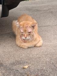 Found/Stray Unknown Cat last seen Near Oxford St., Bryan, TX 77802