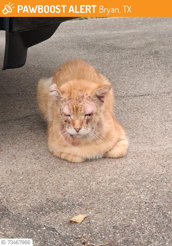 Found/Stray Unknown Cat last seen Near Oxford St., Bryan, TX 77802