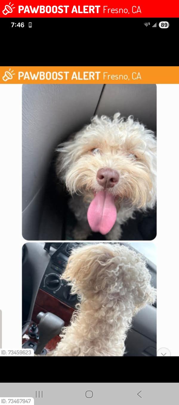 Lost Female Dog last seen Near n fresno st, Fresno, CA 93703