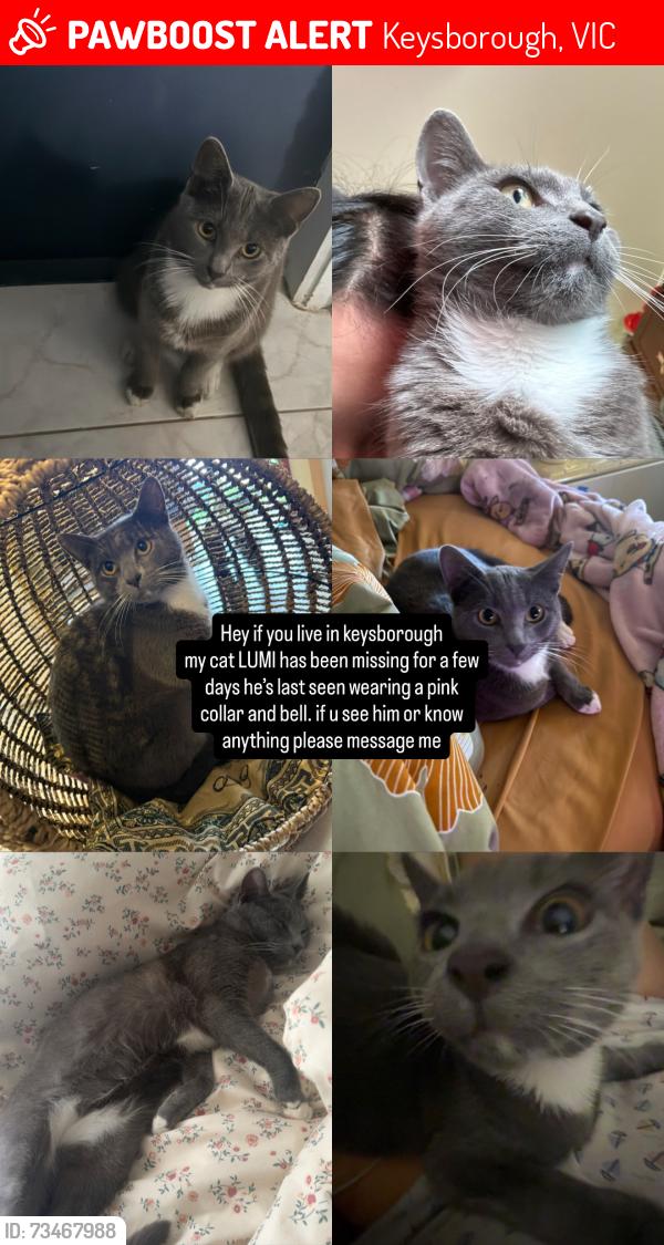 Lost Male Cat last seen near streets, Keysborough, VIC 3173