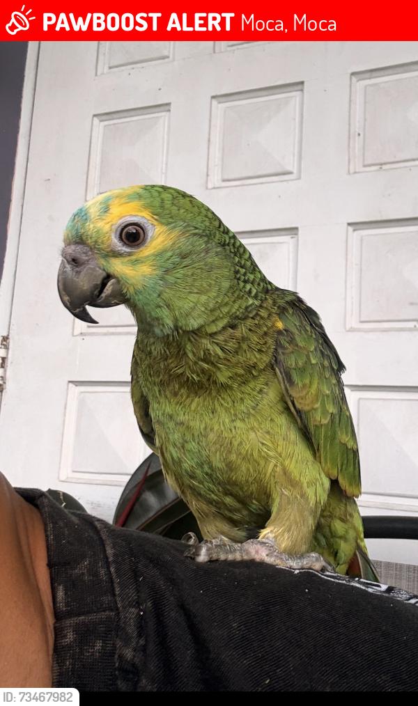 Lost Unknown Bird last seen Carr 125 Barra La Siempre viva, Moca, Moca 00676