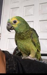 Lost Unknown Bird last seen Carr 125 Barra La Siempre viva, Moca, Moca 00676