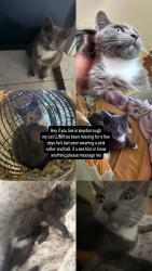 Lost Male Cat last seen near streets, Keysborough, VIC 3173