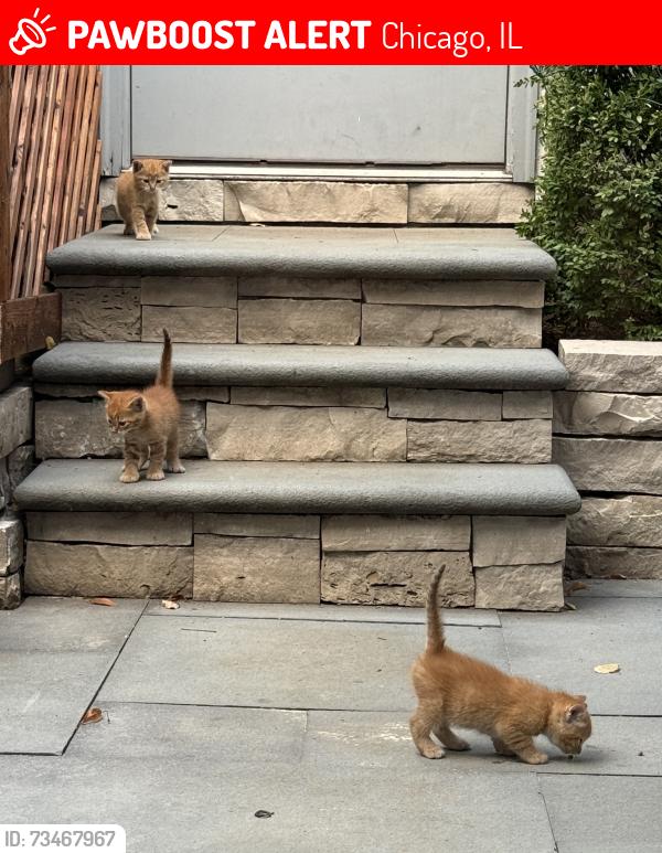 Lost Unknown Cat last seen Near S Morgan street, near Talyor street or Miller Street, Chicago, IL 60607