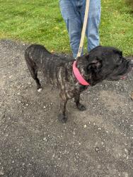 Found/Stray Female Dog last seen Stafford Park, LaFayette, NY 13084