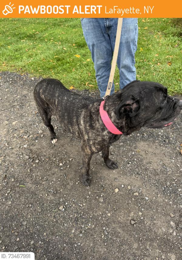 Found/Stray Female Dog last seen Stafford Park, LaFayette, NY 13084