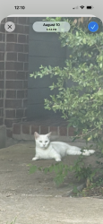 Lost Female Cat last seen A spayed female, approximately 7 years old., Leander, TX 78641
