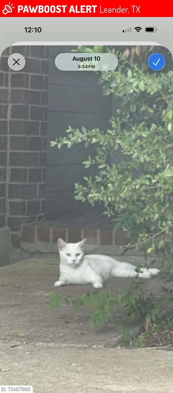 Lost Female Cat last seen A spayed female, approximately 7 years old., Leander, TX 78641
