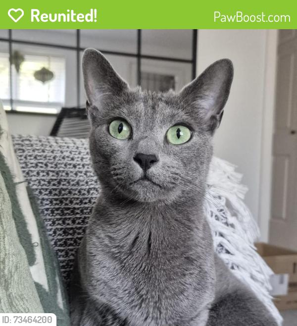 Reunited Male Cat last seen Stapleford close, CM2 0RB, Essex, England 