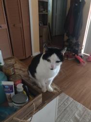 Lost Female Cat last seen Summerfield blvd, Riverview, FL 33579