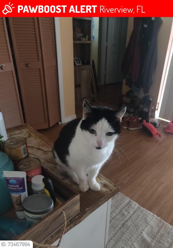 Lost Female Cat last seen Summerfield blvd, Riverview, FL 33579