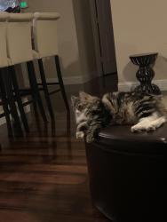Lost Female Cat last seen Harper’s valley and yellow tavern, Grand Prairie, TX 75052