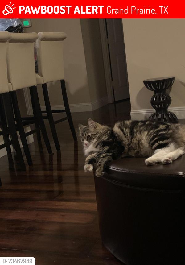 Lost Female Cat last seen Harper’s valley and yellow tavern, Grand Prairie, TX 75052