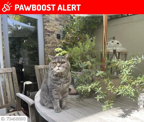 Lost Male Cat last seen Near henry road, Greater London, England SW9 7BQ