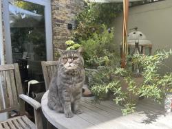 Lost Male Cat last seen Near henry road, Greater London, England SW9 7BQ