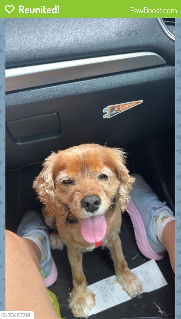 Reunited Female Dog last seen Elmwood dr, Chattanooga, TN 37411