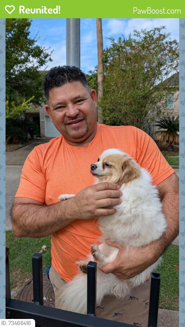Reunited Male Dog last seen Bent Spring Ct and Pearl Lake, Lakes Of Bridgewater, TX 77449