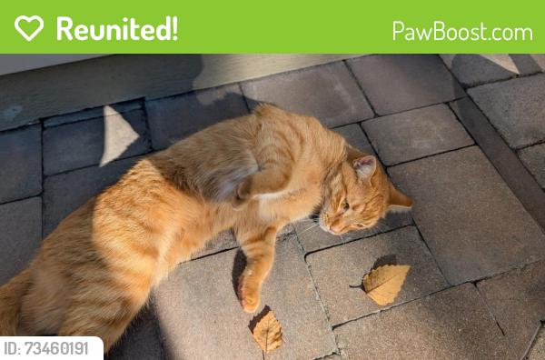 Reunited Male Cat last seen Poplar and Oakcrest Drive Waukesha Wisconsin, Waukesha, WI 53188