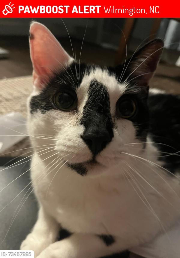 Lost Male Cat last seen Whiskey Branch neighborhood, Wilmington, NC 28409