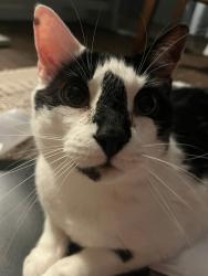 Lost Male Cat last seen Whiskey Branch neighborhood, Wilmington, NC 28409