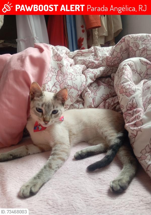 Lost Male Cat last seen Rua estrela de Davi lote 17 quadra K2, Parada Angélica, RJ 