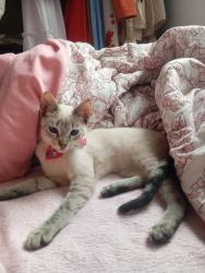 Lost Male Cat last seen Rua estrela de Davi lote 17 quadra K2, Parada Angélica, RJ 